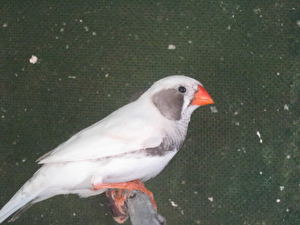 ZEBA