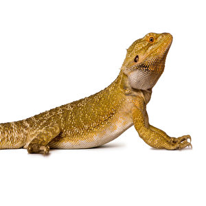 Reptil